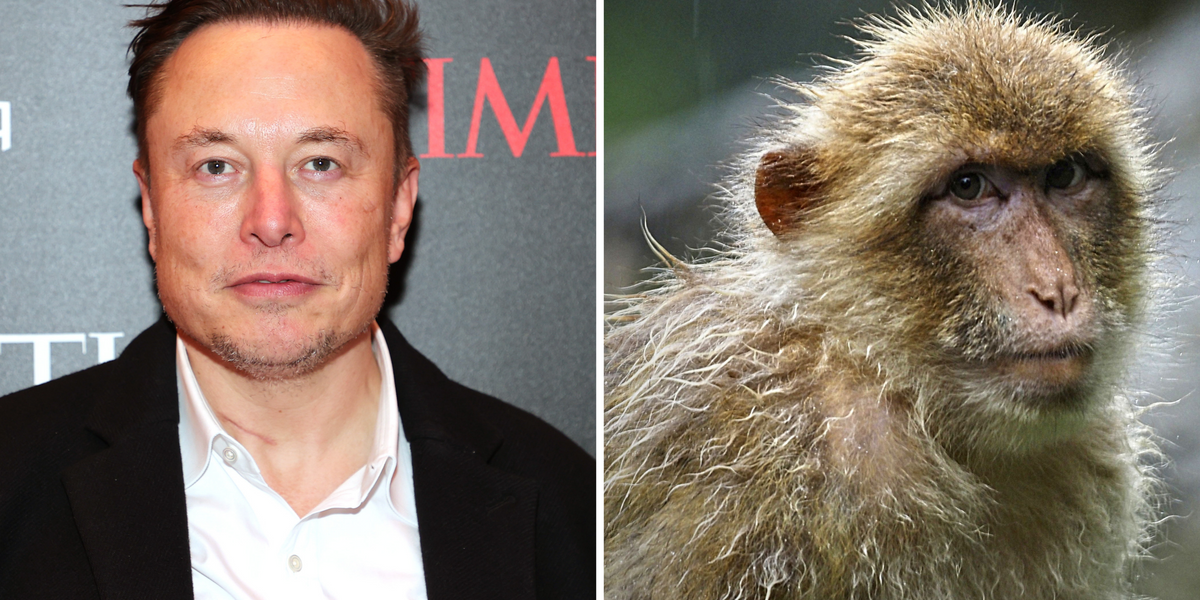 15 of 23 monkeys who have been planted with Elon Musk's Neuralink chip