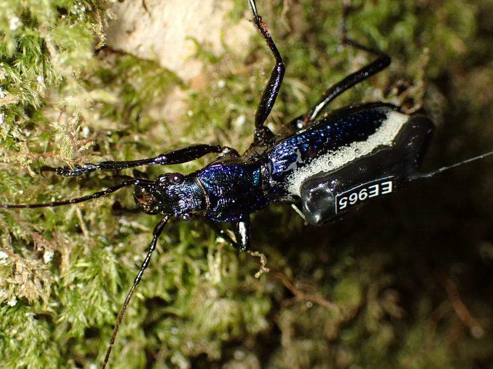 Scientists put ‘mini backpacks’ on one of UK’s rarest beetles to study movements