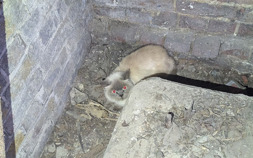 Cat trapped in St Paul’s Cathedral basement rescued by RSPCA