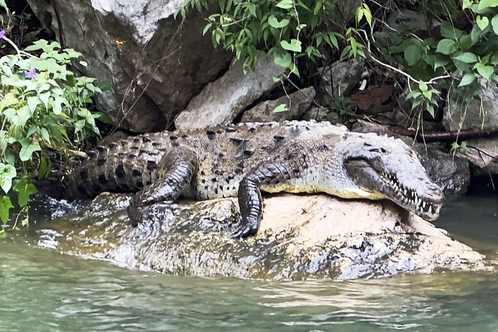 Here's how a crocodile made itself pregnant | indy100