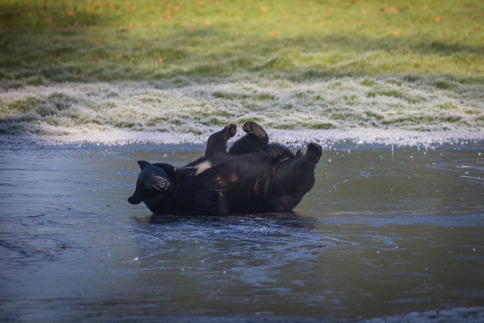 Family of black bears play on frozen lake at park enclosure amid cold snap