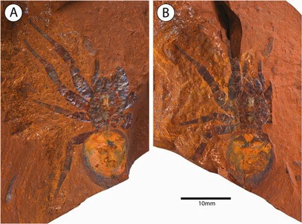 Scientists in finding ‘large’ dinosaur spider fossil in Australia