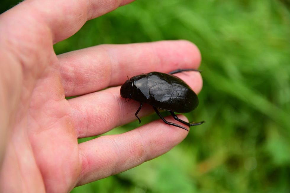 First sighting of great silver water beetle in Dorset for 200 years