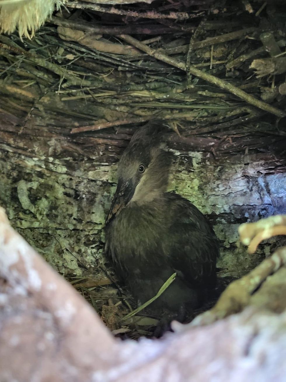 Zoo’s hamerkop chick joins parents on branch after fledging