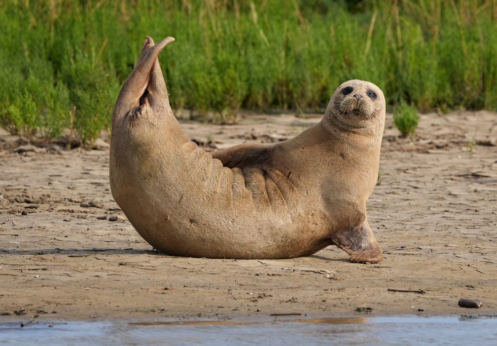 Thousands of seals counted in Thames Estuary ‘shows habitat is still healthy’