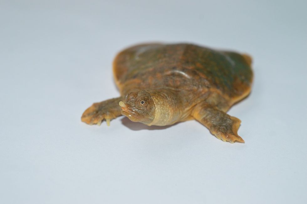 ‘Secretive’ rare turtle found after detective work by British ...