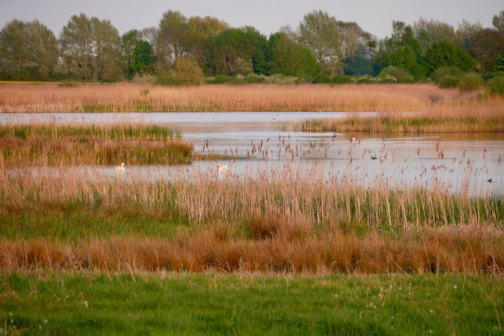 RSPB ‘over the moon’ at progress of huge reedbed project at quarry site