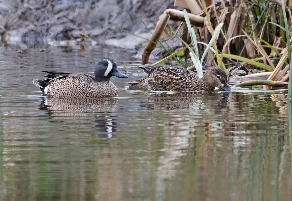 Rare blue-winged teal ducks ‘likely’ to have attempted to breed in Yorkshire