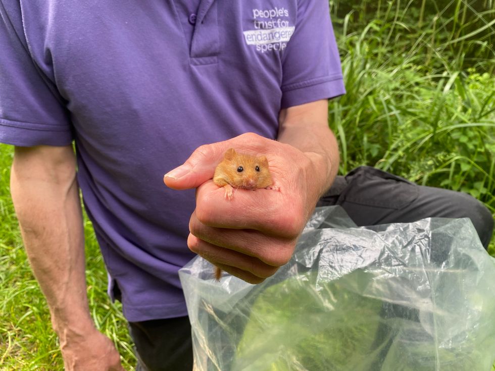 Hazel dormice reintroduced to Bedfordshire woodland to boost species ...