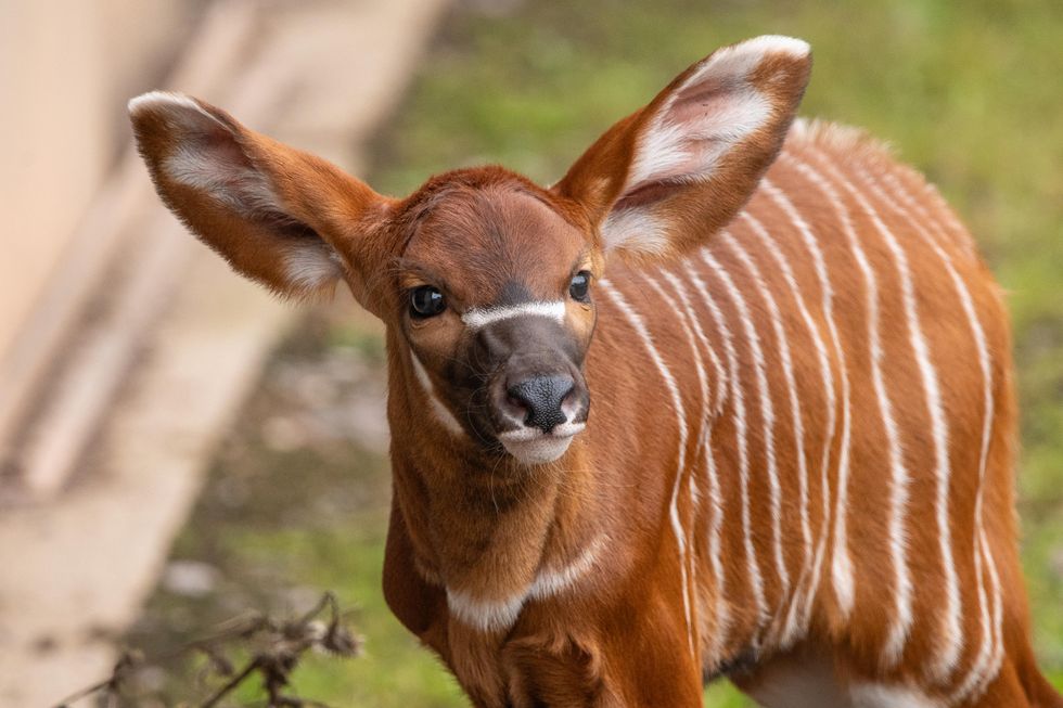 Zoo staff celebrate birth of critically-endangered mountain bongo calf