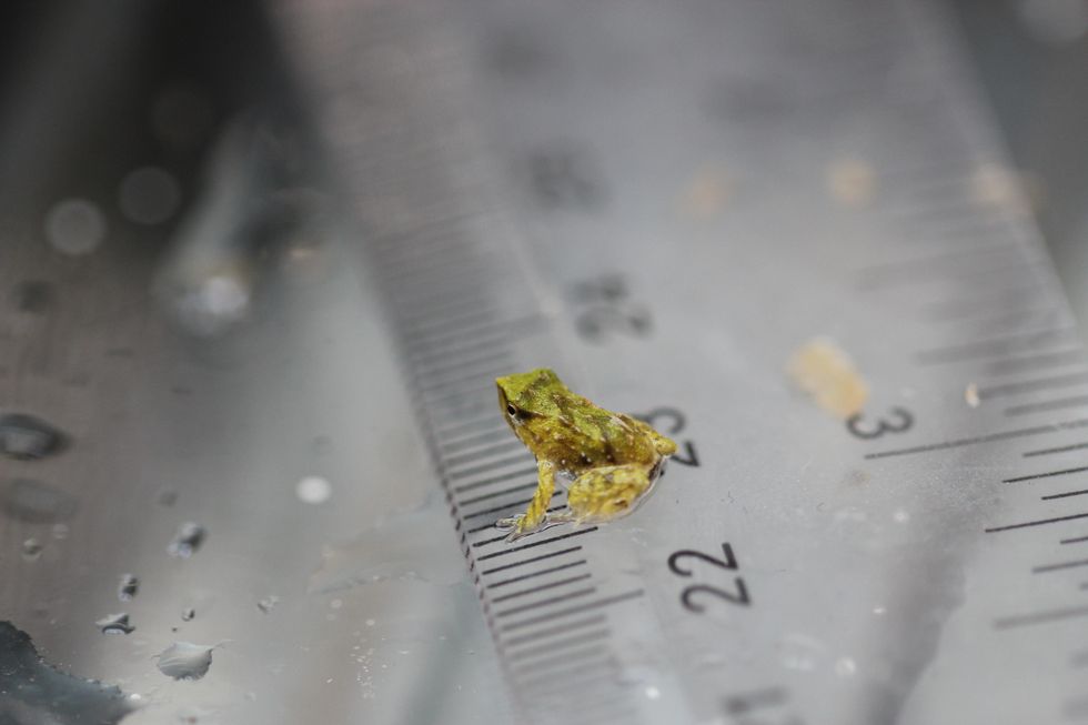 London Zoo welcomes endangered froglets after dramatic 7,000-mile rescue