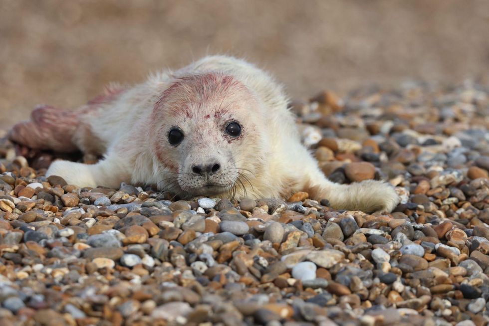 First grey seal pup of the season born at coastal ex-military site