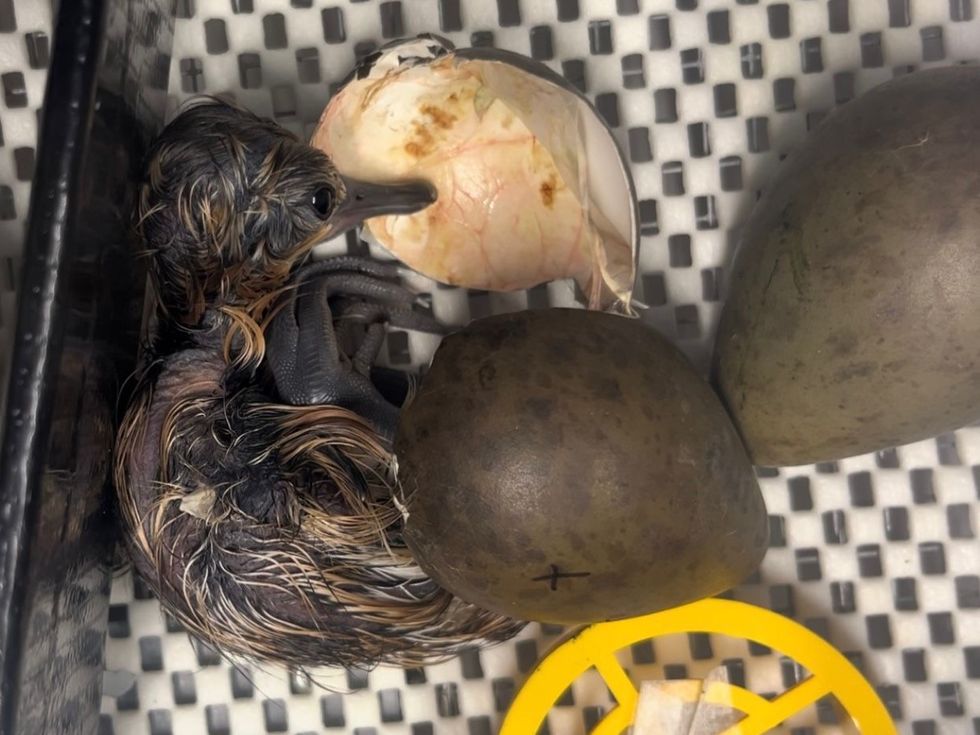 Rare black-tailed godwit chicks hatch from rescued eggs