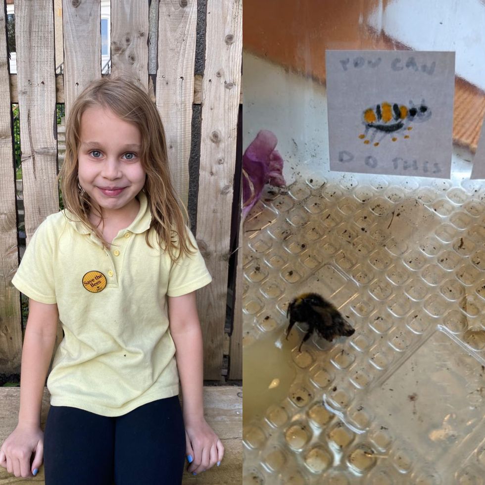 Girl goes viral after making motivational posters for bee to help it recover