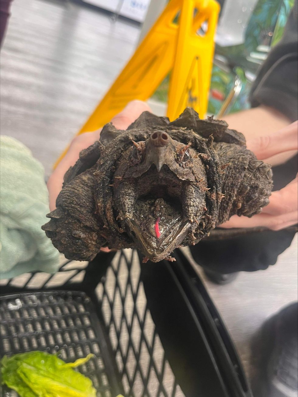 ‘Invasive’ alligator snapping turtle found in Cumbria and named Fluffy ...