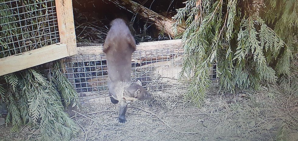 Pine martens return to South West after 100-year absence with Dartmoor release