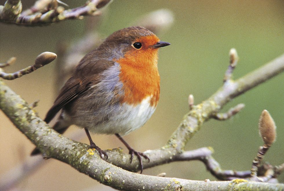 Conservationists call for people to join annual Big Garden Birdwatch