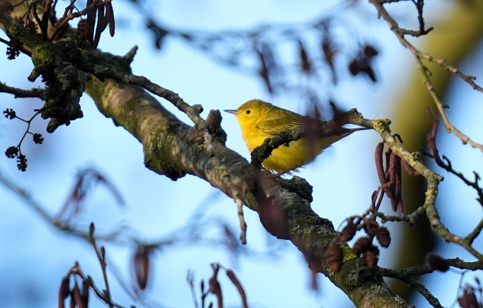 Birdwatchers flock to see ‘extremely rare visitor’ from North America