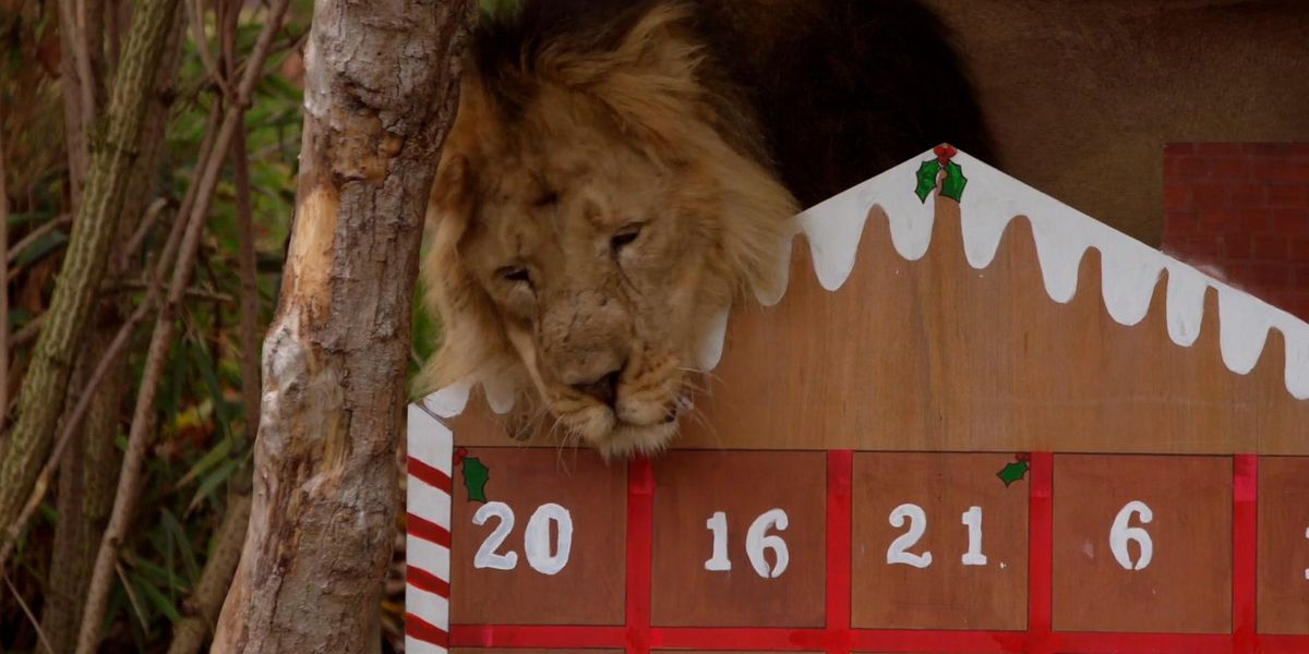 Meerkats, lions, and squirrel monkeys open their advent calendars at