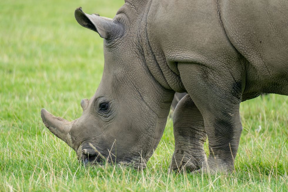 Ground-breaking treatment helps rhinoceros recover from broken leg