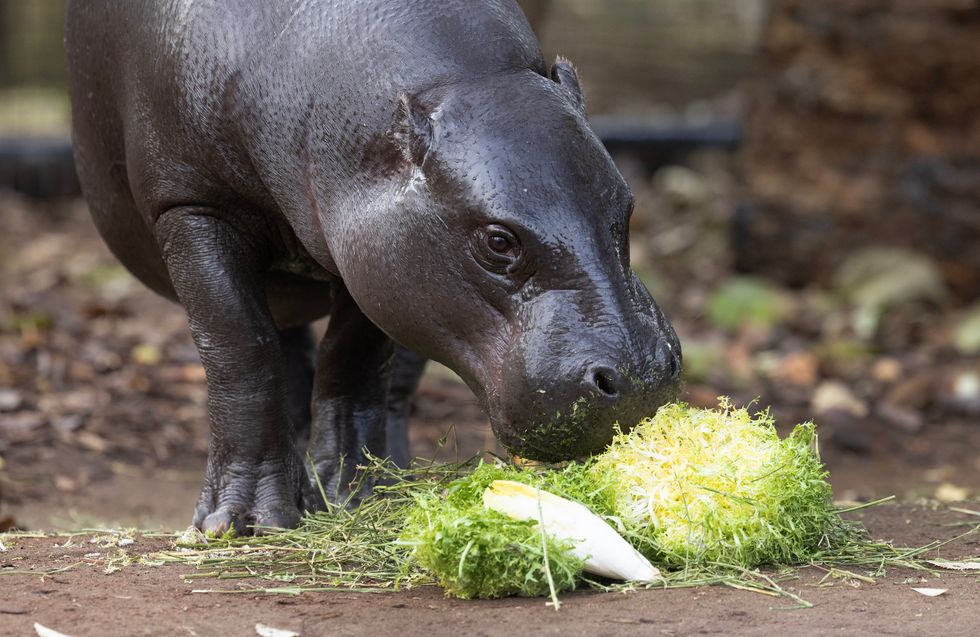 Gorillas and a pygmy hippo enjoy Covent Garden fruit and veg to mark anniversary