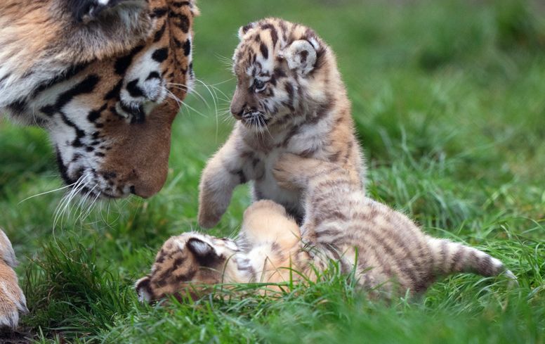 Brother and sister tiger cubs explore their enclosure at zoo