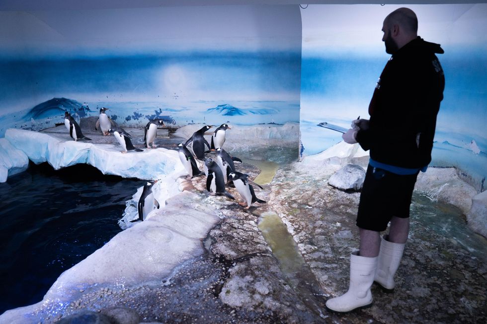 6,100 creatures counted as ‘fun’ annual event at London aquarium returns