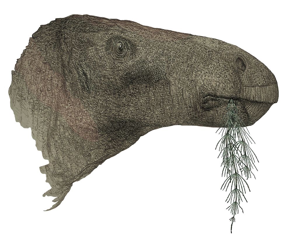 ‘Most complete dinosaur’ in a century unearthed in the Isle of Wight