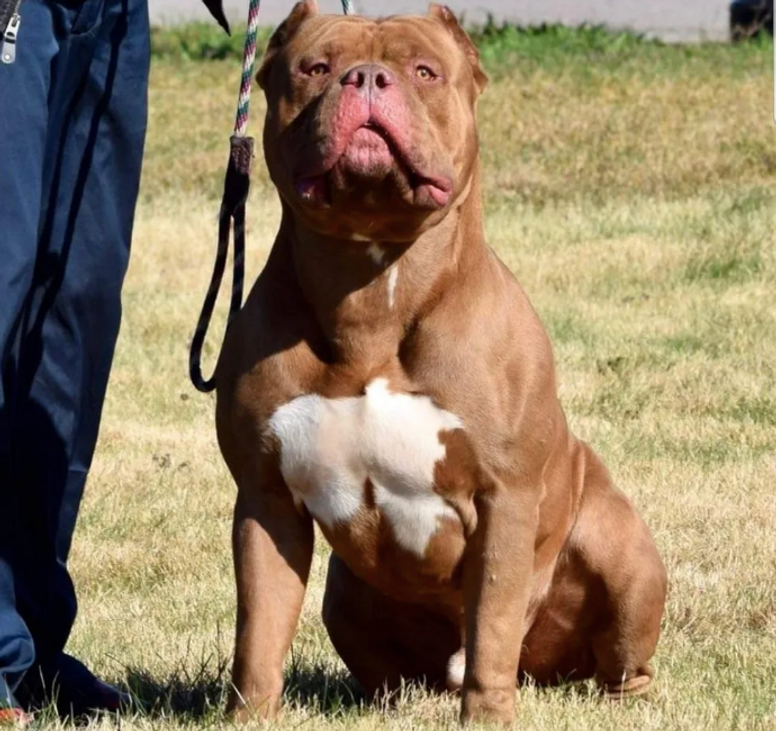 American XL Bully officially banned in UK after spate of attacks