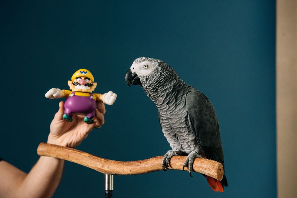 Clever parrot going viral on TikTok achieves Guinness World Record