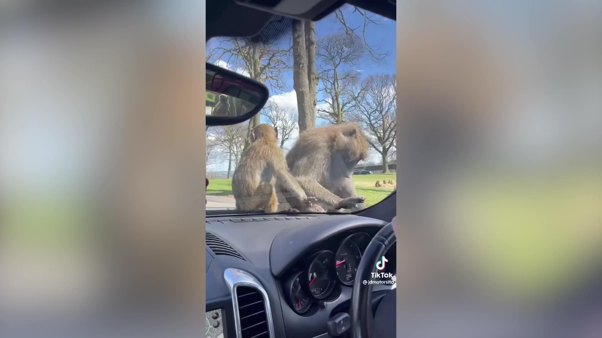 Baboon Animals Porn - Baboons trash angry dads' Porsche during safari park drive | indy100
