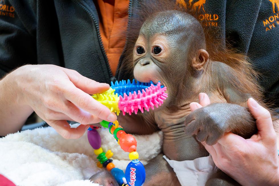 Baby orangutan taken in by Dorset monkey sanctuary