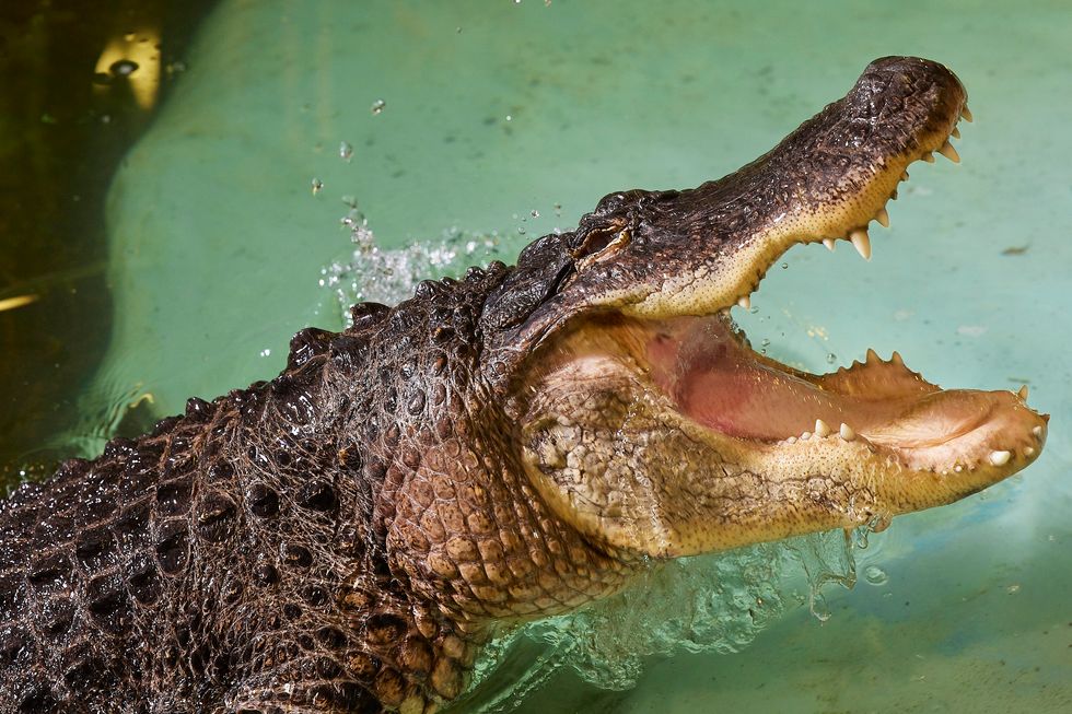 Alligator at Kilkenny zoo filmed stalking and lunging at camera