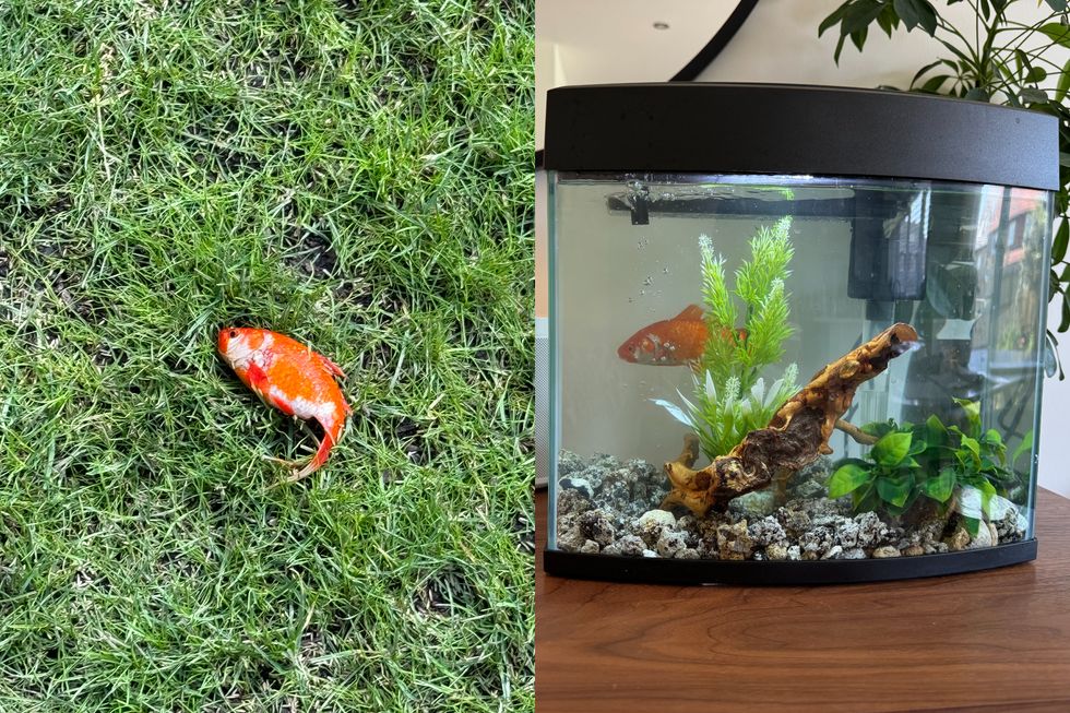 Doctor goes viral after finding mystery goldfish in garden and keeping as pet