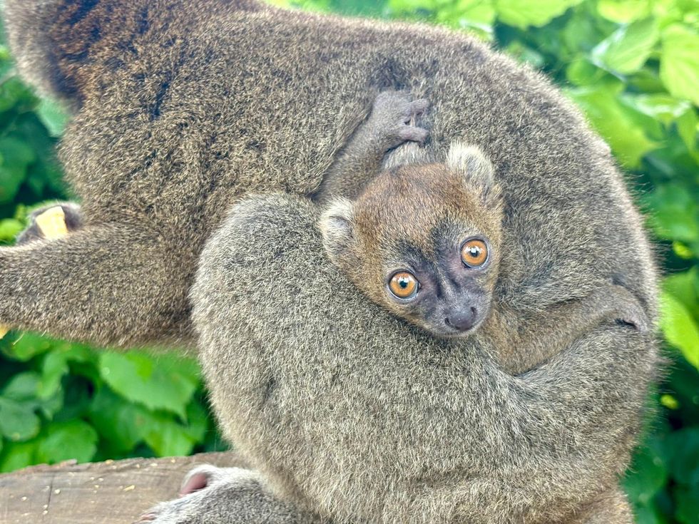 Critically endangered lemur born at Cotswold Wildlife Park