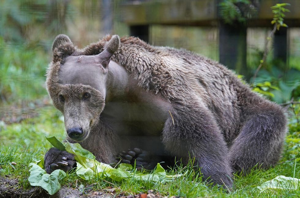 Boki the bear takes ‘favourite’ medicine Calpol as he recovers from surgery