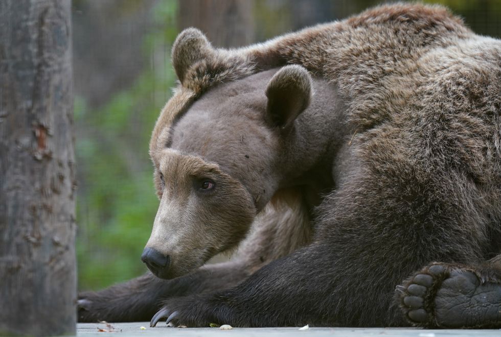 Zoo ‘in awe’ of Boki the brown bear’s progress after pioneering brain surgery