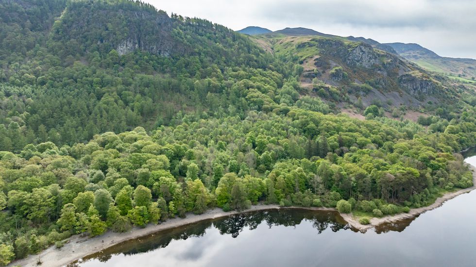 Rare English rainforest to become protected nature reserve