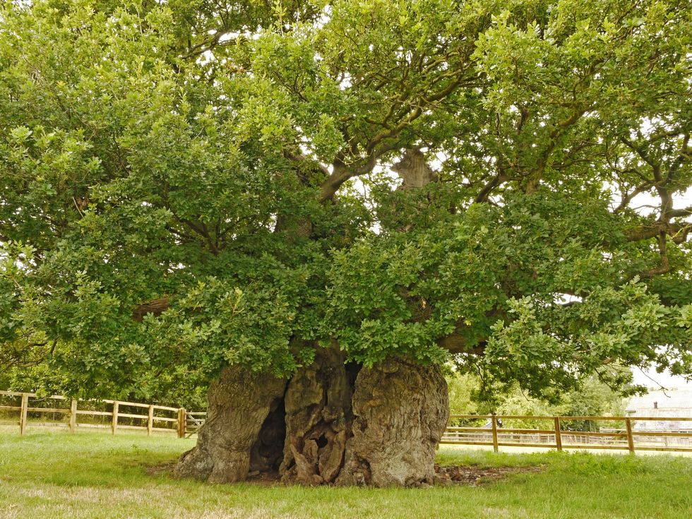 Dozen ‘magnificent oaks’ on shortlist for annual Tree of the Year competition