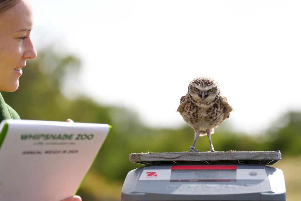 In Pictures: All creatures great and small called upon for annual zoo weigh-in