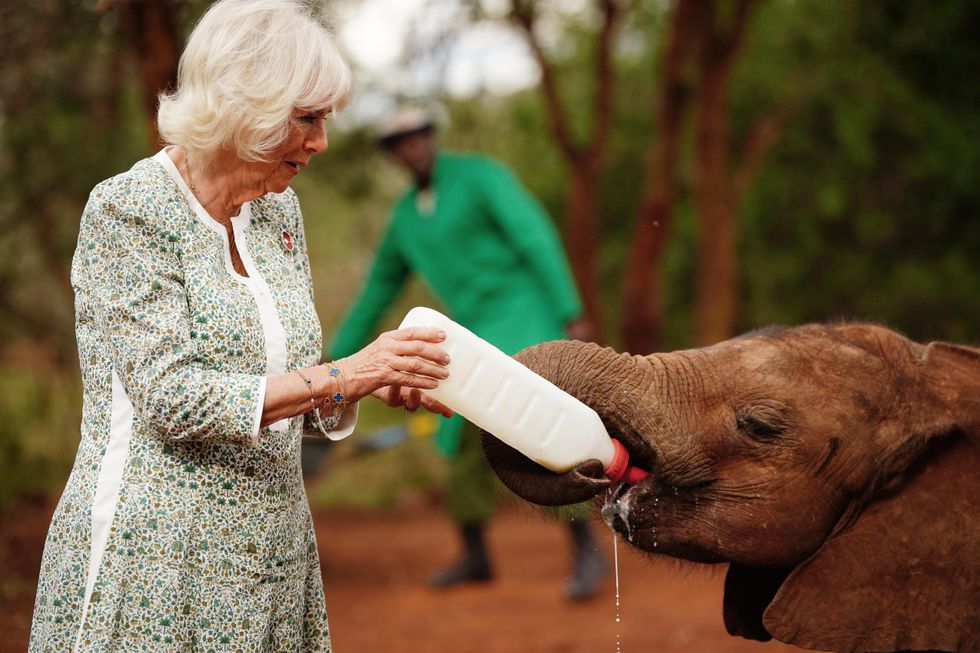 https://www.indy100.com/media-library/camilla-feeds-milk-to-a-baby-elephant-during-a-visit-to-sheldrick-wildlife-trust-elephant-orphanage-victoria-jones-pa.jpg?id=50349792&width=980&quality=85