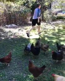 Flock of chickens mysteriously freeze up spooking owner