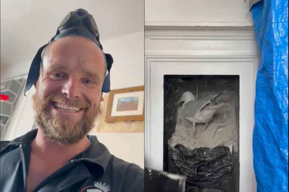 Chimney sweep captures moment ‘rambunctious’ seagull falls from an old flue