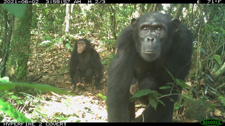 For world's rarest gorillas, camera traps prove pivotal for protection