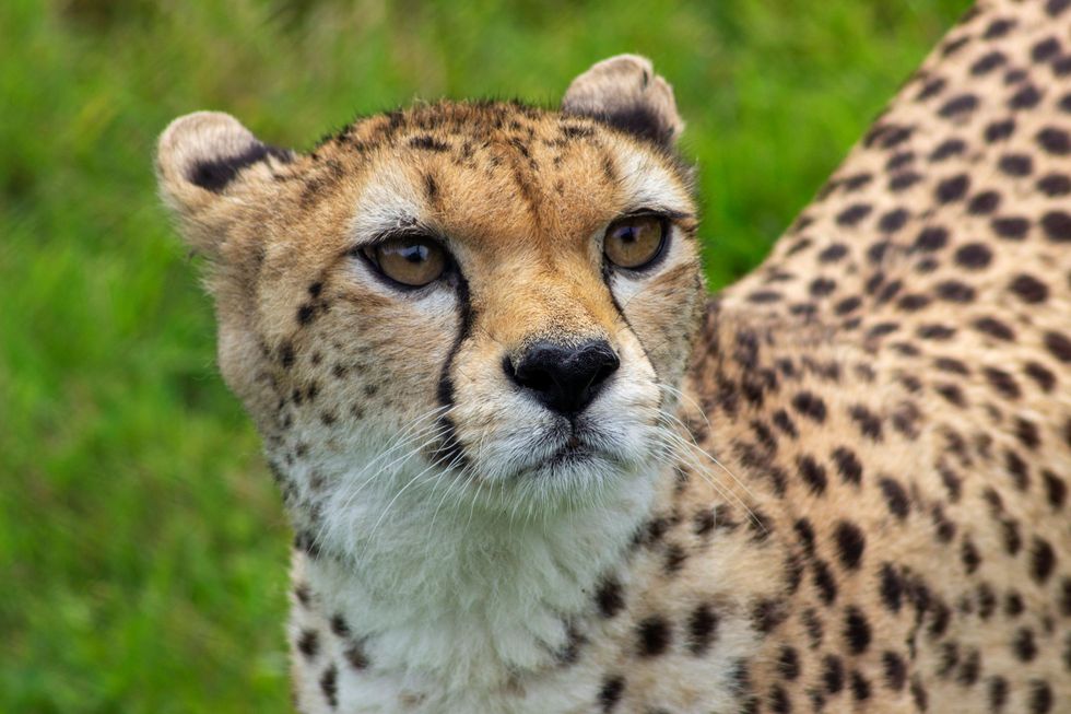 ‘Wonderful’ moment as zoo welcomes arrival of first cheetah for 24 years