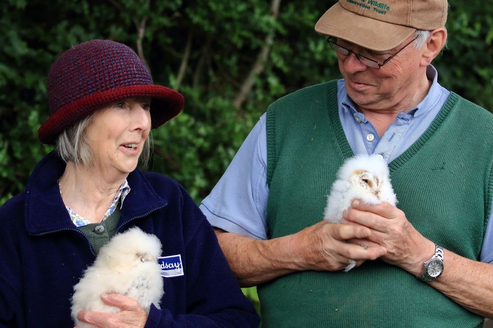 Co Down farmer celebrates after rare barn owls return to his land to raise brood