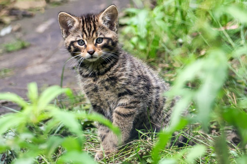 Birth of wildcat kittens in Kent wildlife park sparks hope for rarest UK mammal