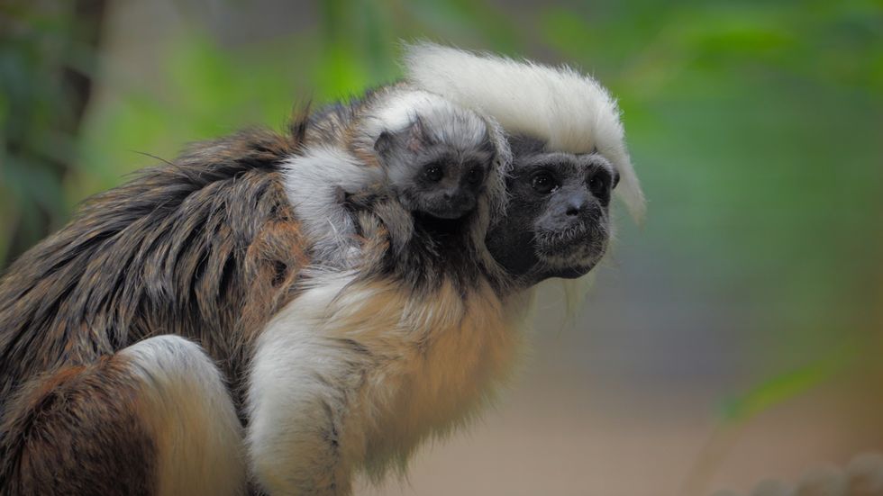 Birth of critically endangered monkey at safari park caught on camera