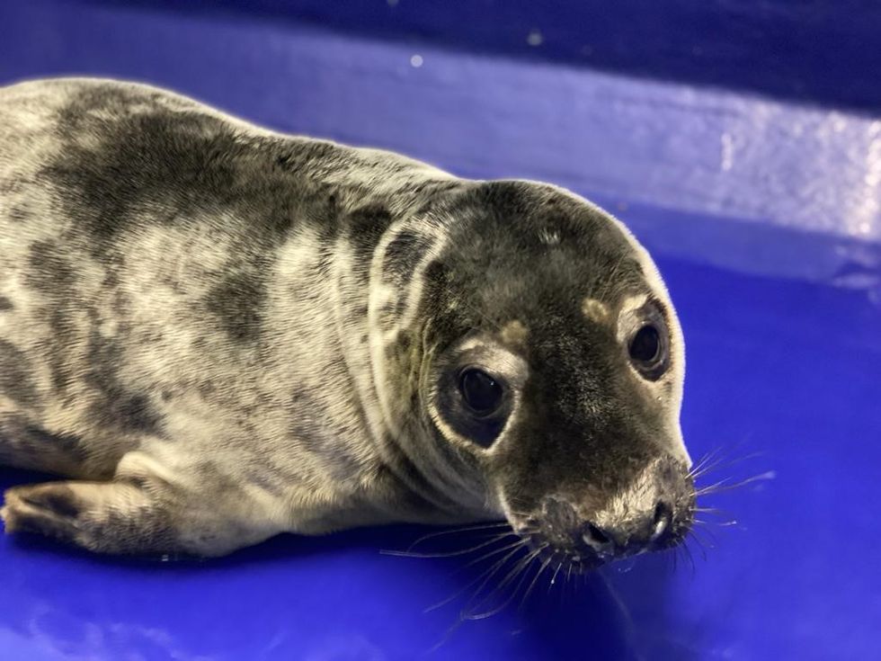 are seals really like dogs