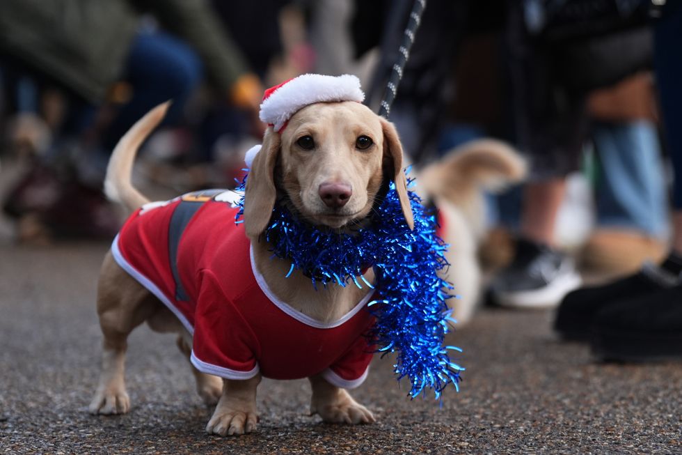 Dachshunds don Santa suits and festive hats for Hyde Park Sausage Dog Walk